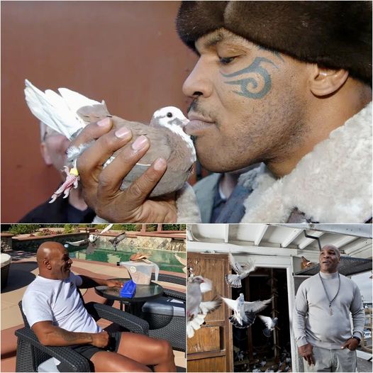 NEWS: “MIKE FLY-SON” Mike Tyson Relaxes With Beloved Pigeons As Boxing Legend Feeds Bird In Mansion Back Garden Ahead Of Jake Paul Fight